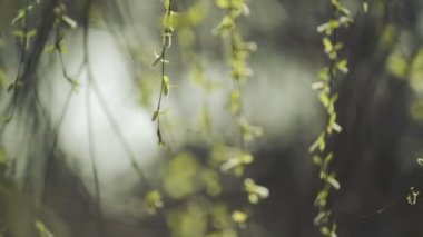 Willow dalları bahar başında bir parlak günü rüzgarda sallanan, seçici odak yakın çekim bu tam Hd ayak sinematik bakmak için alan sığ derinliği ile.
