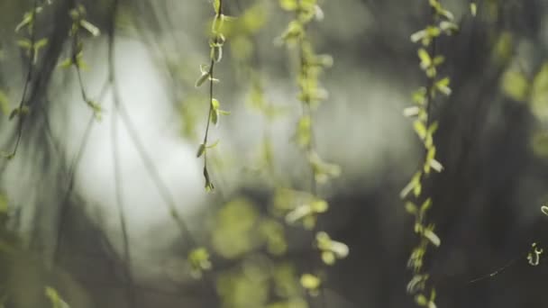 Weidenzweige, die an einem hellen Frühlingstag im Wind schwingen, selektive Nahaufnahme mit geringer Schärfentiefe für einen filmischen Blick auf dieses Full-HD-Material. — Stockvideo