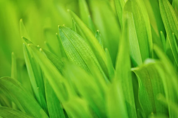 Spring Grass Macro Shot — Stok Foto