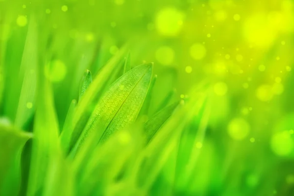 Spring Grass Macro Shot — Stock Photo, Image