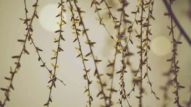 Willow větve houpat ve větru na jasný den na začátek jara, selektivní pozornost zblízka s malou hloubkou ostrosti pro filmový vzhled — Stock video