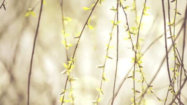 Fűzfa ág lengett a szél a fényes nap a tavasz kezdetén, szelektív összpontosít közelről a sekély mélységélesség, filmszerű megjelenés — Stock videók