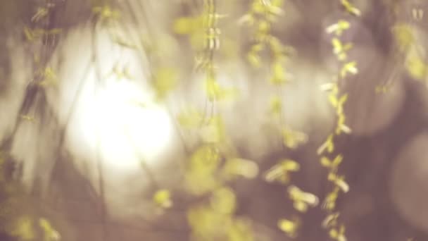 Willow Branches Swinging in the Wind on a Bright Day at The Beginning of the Spring, Selective focus close up with shallow depth of field for cinematic look — Stock Video