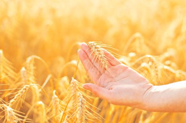 ekili tarım buğday alanında el.