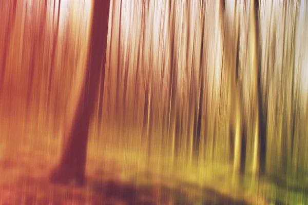 Floresta turva como fundo abstrato da natureza — Fotografia de Stock