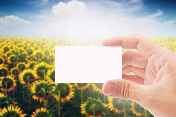 Agricultor agrícola segurando cartão de visita em branco em girassol Fie — Fotografia de Stock