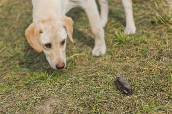 Golden Labrador Retriever Puppy Sniffing Dead Mole — Stock Photo, Image