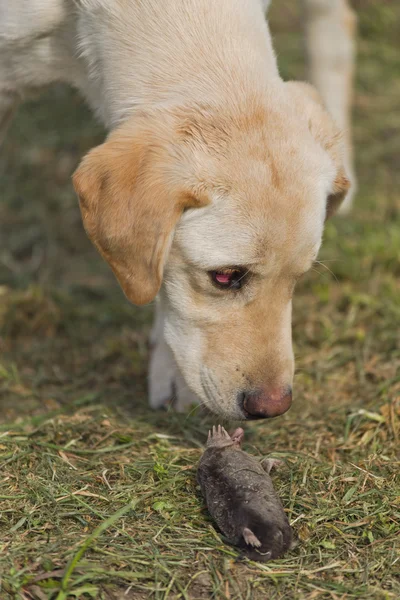 Golden Labrador Retriever Filhote de cachorro cheirando a toupeira morta — Fotografia de Stock