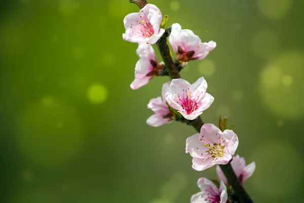 Peach Blossom — Stock Image Peach Blossom Stock Image