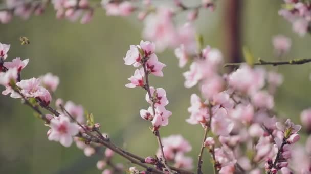 Hermosas flores de melocotón en flor rosa en la rama del árbol del jardín en la primavera, enfoque selectivo con cámara de mano — Vídeos de Stock