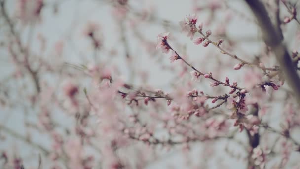 Hermosas flores de melocotón en flor rosa en la rama del árbol del jardín en la primavera, enfoque selectivo con cámara de mano — Vídeo de stock