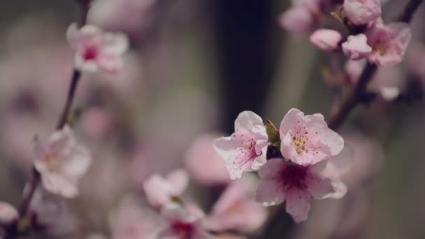 Vacker rosa blommande persikoträd blommor på trädgård trädgren i den våren, selektiv fokus med handhållen kamera — Stockvideo