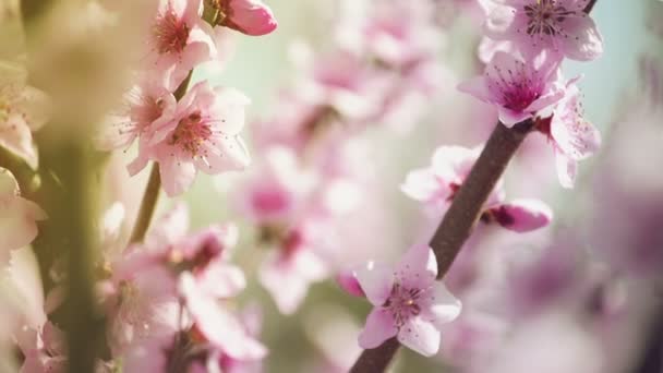 Schöne rosa blühende Pfirsichblüten auf dem Gartenzweig im Frühjahr, selektiver Fokus mit Handkamera — Stockvideo