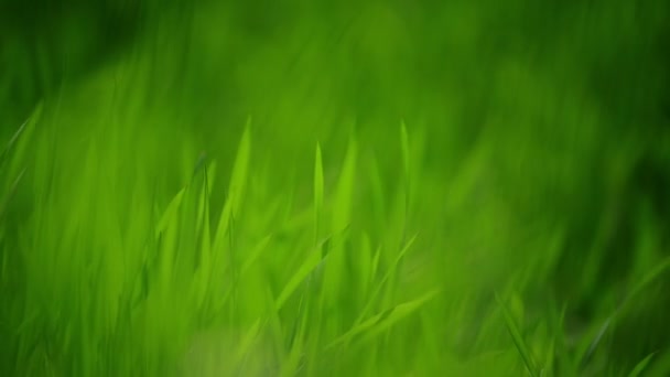 Frisches grünes Frühlingsgras Rasen am Morgen Nahaufnahme, helle lebendige natürliche Jahreszeit Hintergrund mit geringer Schärfentiefe — Stockvideo