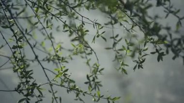 Söğüt dalları Rüzgar nehrin yanında parlak gün bahar, seçici odak başında sinematik için alan sığ derinliği ile yakın sallanan bak