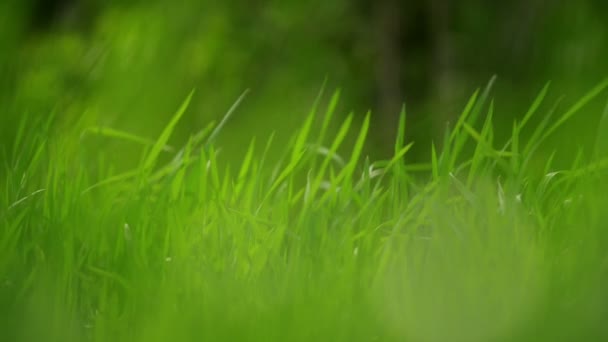 Verse groene lente gras gazon in ochtend close-up, Bright levendige natuurlijke seizoen achtergrond met ondiepe diepte van veld — Stockvideo