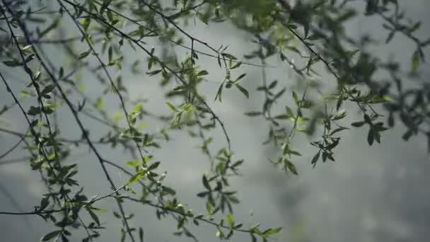 Ветки ивы, раскачивающиеся на ветру у реки в светлый день в начале весны, выборочный фокус вблизи с неглубокой глубиной поля для кинематографического взгляда — стоковое видео
