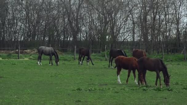 Herd of Young Horses Graze on the Farm Ranch, Animals on Summer Pasture, Stable Handheld full HD clip — Stock Video