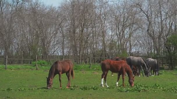 Stádo mladých koní se pasou na ranči farmě, zvířata na letní pastviny, stabilní kapesní full Hd klip — Stock video