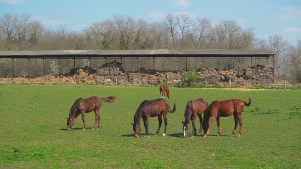 Troupeau de jeunes chevaux broutent à la ferme Ranch, Animaux sur le pâturage d'été, Stable Handheld clip Full HD 