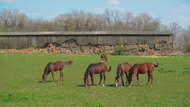 Herd of Young Horses Graze on the Farm Ranch, Animals on Summer Pasture, Stable Handheld full HD clip — Stock Video