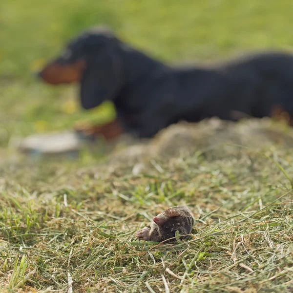 Dachshund cão deitado por toupeira morta — Fotografia de Stock