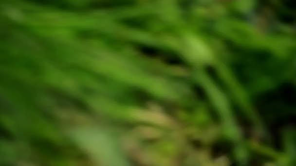 Grabación accidental involuntaria grabada con la cámara encendida mientras el camarógrafo camina en la naturaleza, imágenes de alta definición de Handheld Shaky Blur — Vídeo de stock