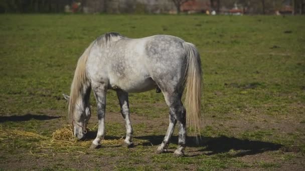 Jeune cheval blanc broutant sur le ranch de la ferme, Animal sur le pâturage d'été, Stable Handheld Full HD séquences — Video