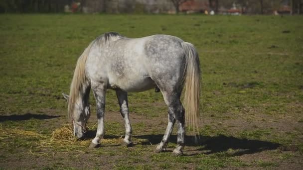 Молодий білий кінь пастися на фермі ранчо, тварина на літні пасовища, стабільний портативний повний Hd кадри — стокове відео