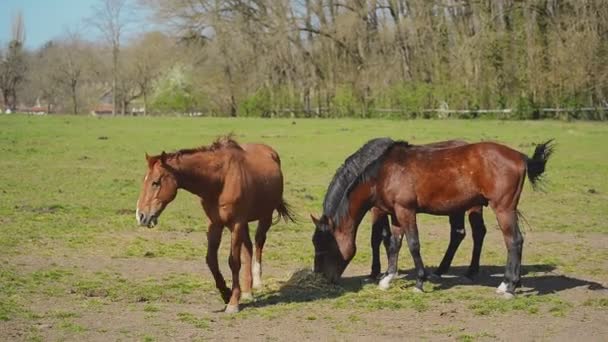 Csoport fiatal lovak legelnek a mezőgazdasági Ranch, és elhagyja a jelenetet, állatok nyáron legelőn — Stock videók