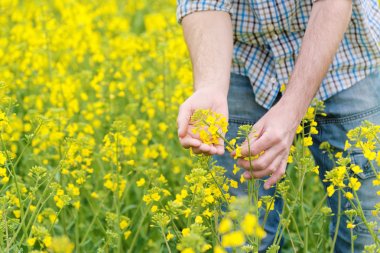 Farmer Standing in Oilseed Rapseed Cultivated Agricultural Field clipart