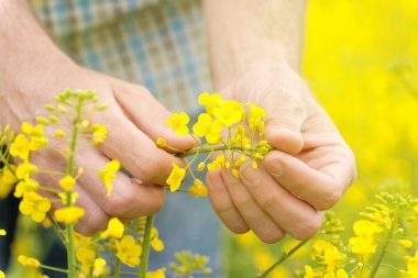 Farmer Standing in Oilseed Rapseed Cultivated Agricultural Field clipart