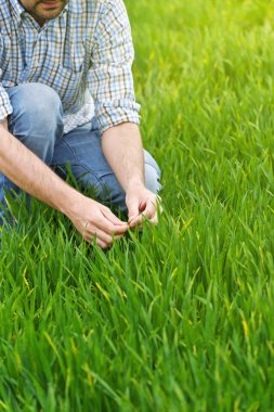 Farmer Examines and Controls Young Wheat Cultivation Field clipart