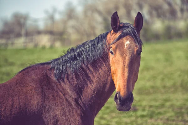 Cavalo castanho bonito castanho na fazenda de animais — Fotografia de Stock