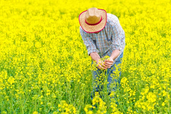 Farmer Standing in Oilseed Rapseed Cultivated Agricultural Field — Stock Photo, Image