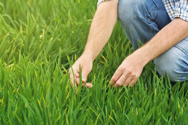 Фермер досліджує і контролює поле вирощування молодої пшениці — стокове фото