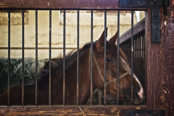 Cavalo castanho bonito castanho no celeiro da fazenda animal — Fotografia de Stock