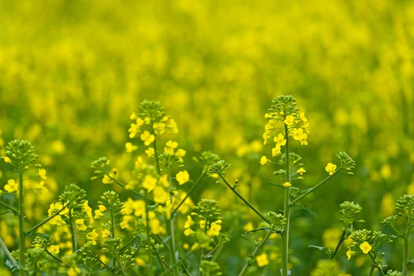 Oilseed Rapseed Flower Close up in Cultivated Agricultural Field — Stock Photo, Image
