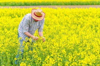 Farmer Standing in Oilseed Rapeseed Cultivated Agricultural Fiel clipart