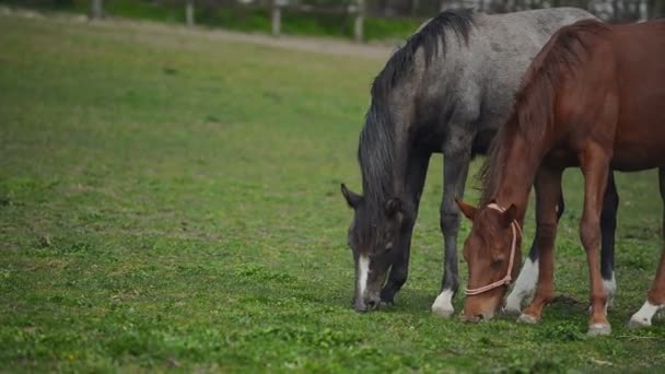 若い馬の群れは夏放牧動物ファーム牧場で放牧します。 — ストック動画