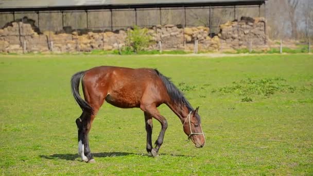 Besättningen av unga hästar betar på gården ranchen, djur på fäbod — Stockvideo