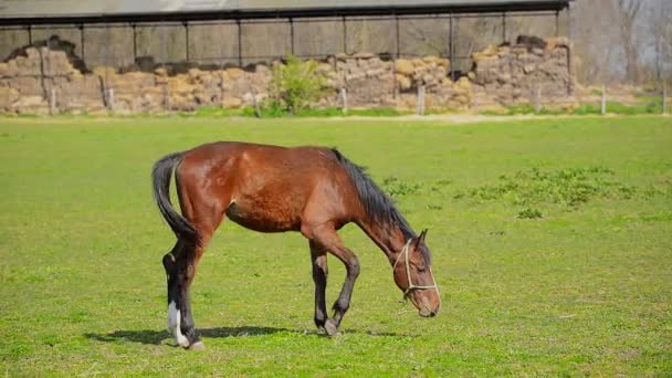 Stádo mladých koní se pasou na ranči farmě zvířat na letní pastviny — Stock video