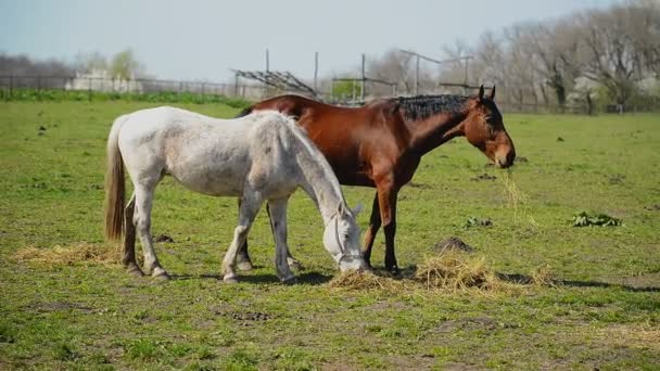 Herd of Young Horses Graze on the Farm Ranch, Animals on Summer Pasture — Stock Video