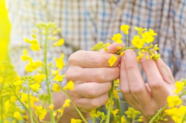 Çiftçi yağlı tohum kolza daimi tarım Fiel ekili