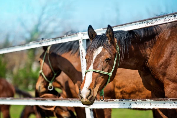 Bellissimi cavalli castagno bruni nella fattoria degli animali — Foto Stock