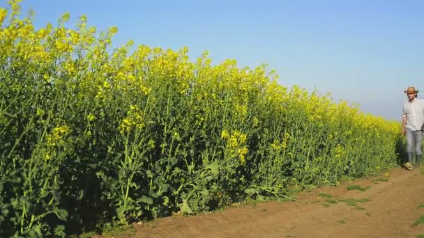 Granjero masculino en campo agrícola cultivado de colza oleaginosa que examina y controla el crecimiento de plantas, concepto de Agrotech de la protección de cosechas — Vídeo de stock