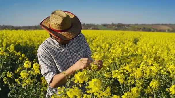 Mužské farmář v řepky olejné řepky obdělávané zemědělské oblasti zkoumání a kontrolovat růst rostlin, Crop Protection Agrotech koncept — Stock video