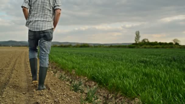 Agricultor examina y controla campo de cultivo de trigo joven, concepto de protección de cultivos — Vídeos de Stock