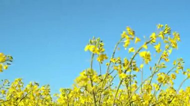 Yağlı tohum Kolza çiçekleri ekili tarım alanında, bitki koruma Agrotech kavramı