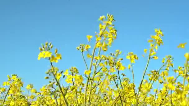Flores de colza de oleaginosas no campo agrícola cultivado, conceito de Agrotech de proteção de culturas — Vídeo de Stock